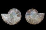 Agate Replaced Ammonite Fossil - Madagascar #166852-1